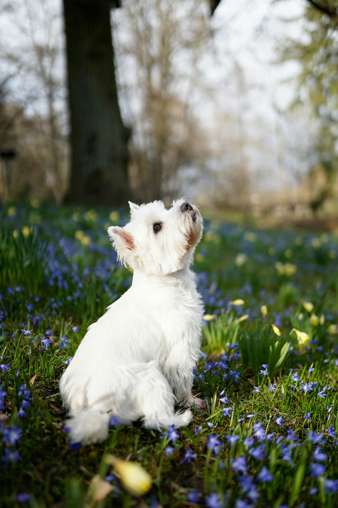 Dog sitting in flowers in forest.