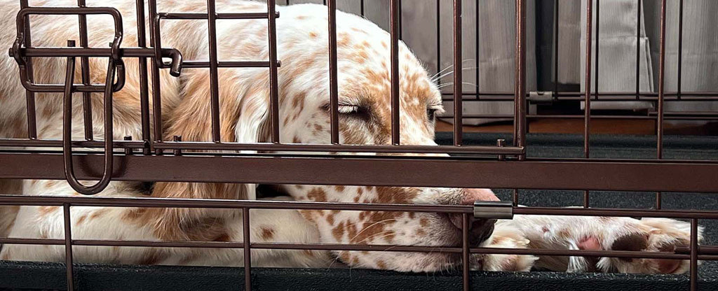 Dog sleeping soundly in a Lucky Dog Dwell Training crate with sliding doors