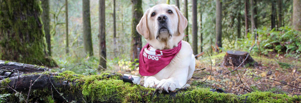 Yellow Lab with Lucky Dog Ultimate Poop Bags in mossy forest setting