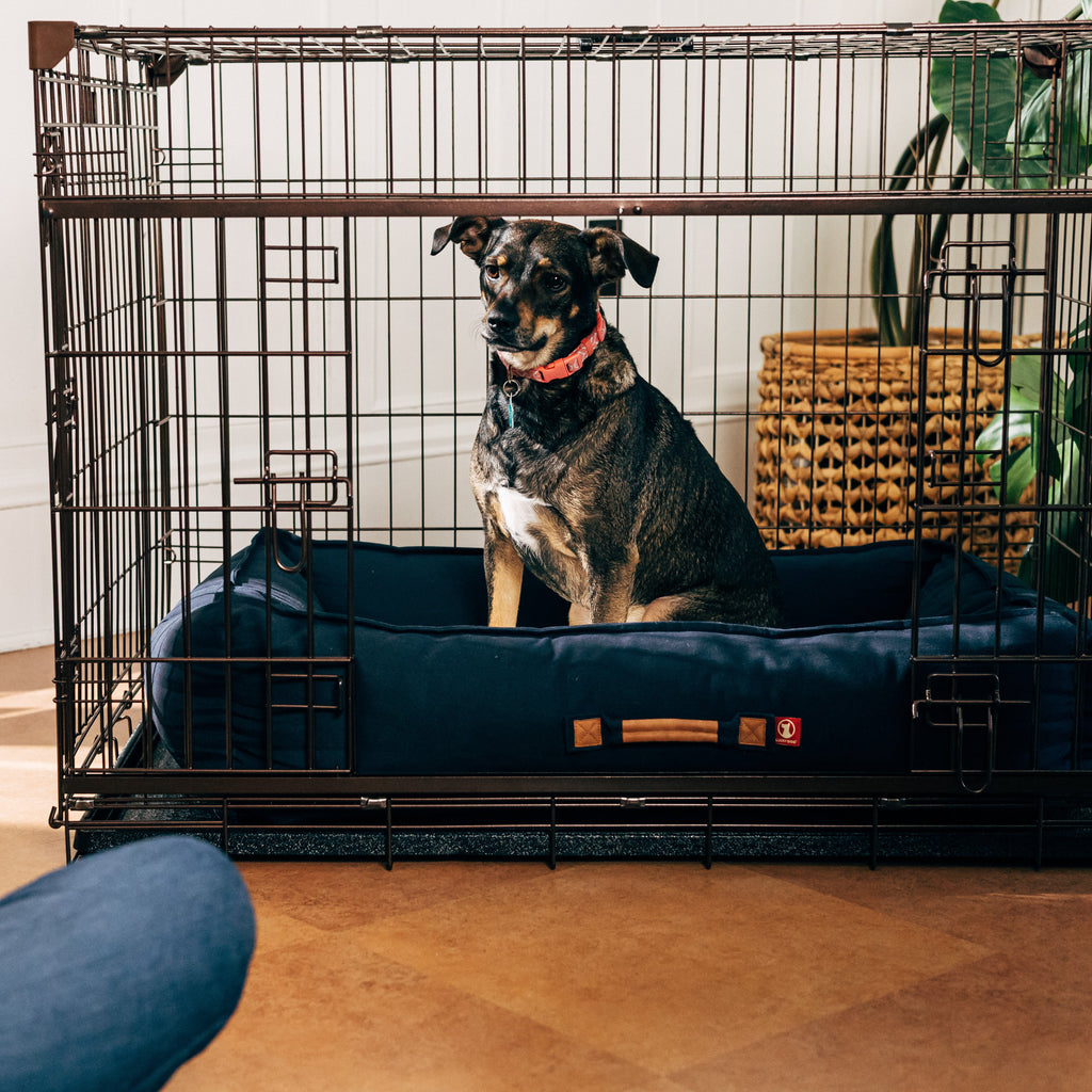 Dog in a Lucky Dog® Dwell™ Series Crate - Bronze Finish