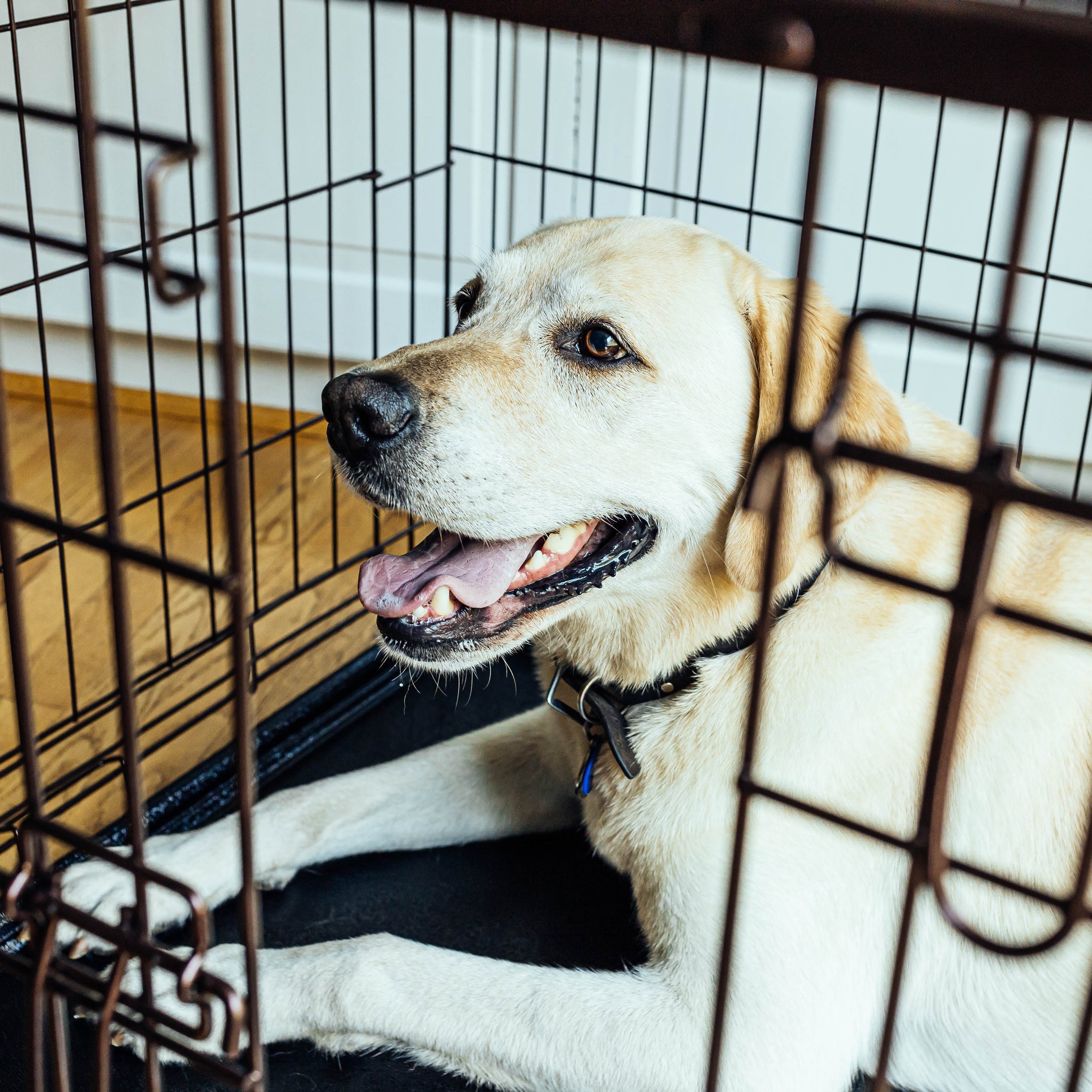 Kennel shops training lab puppy