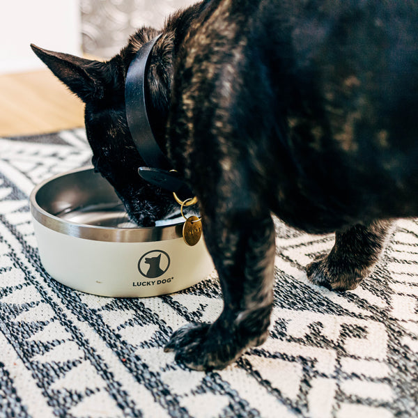 Double Dog Bowls, Quality Stainless Steel Black Dog Bowls, for Domestic  Pets Pet : : Pet Supplies