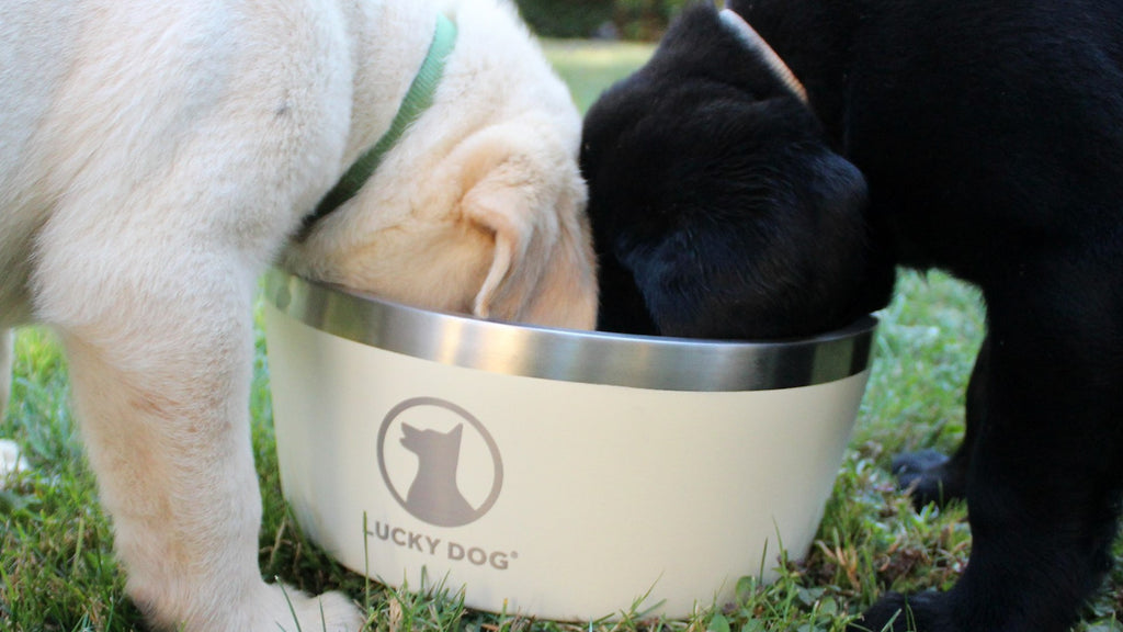 Lucky Dog INDULGE™ XL Double Wall Stainless Steel Dog Bowl (100 oz)