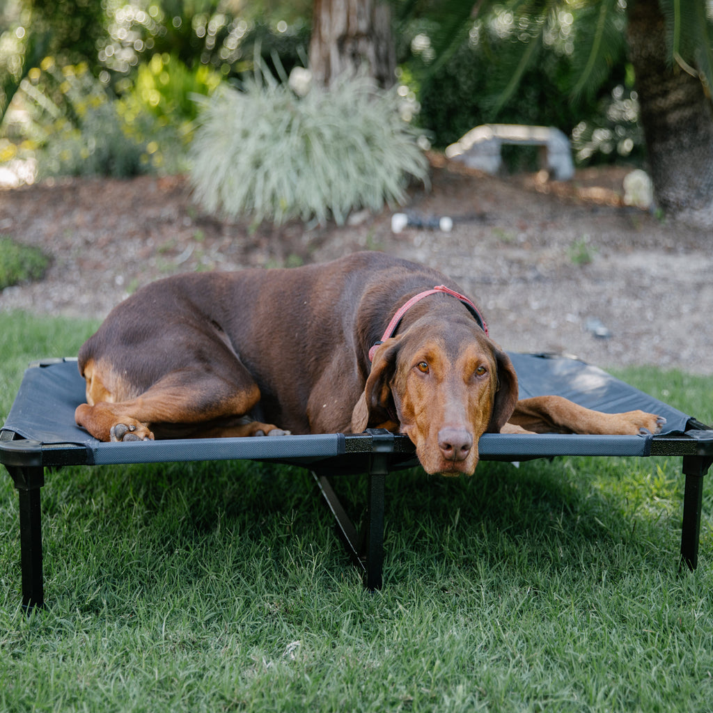 Lucky Dog® Elevated Pet Bed