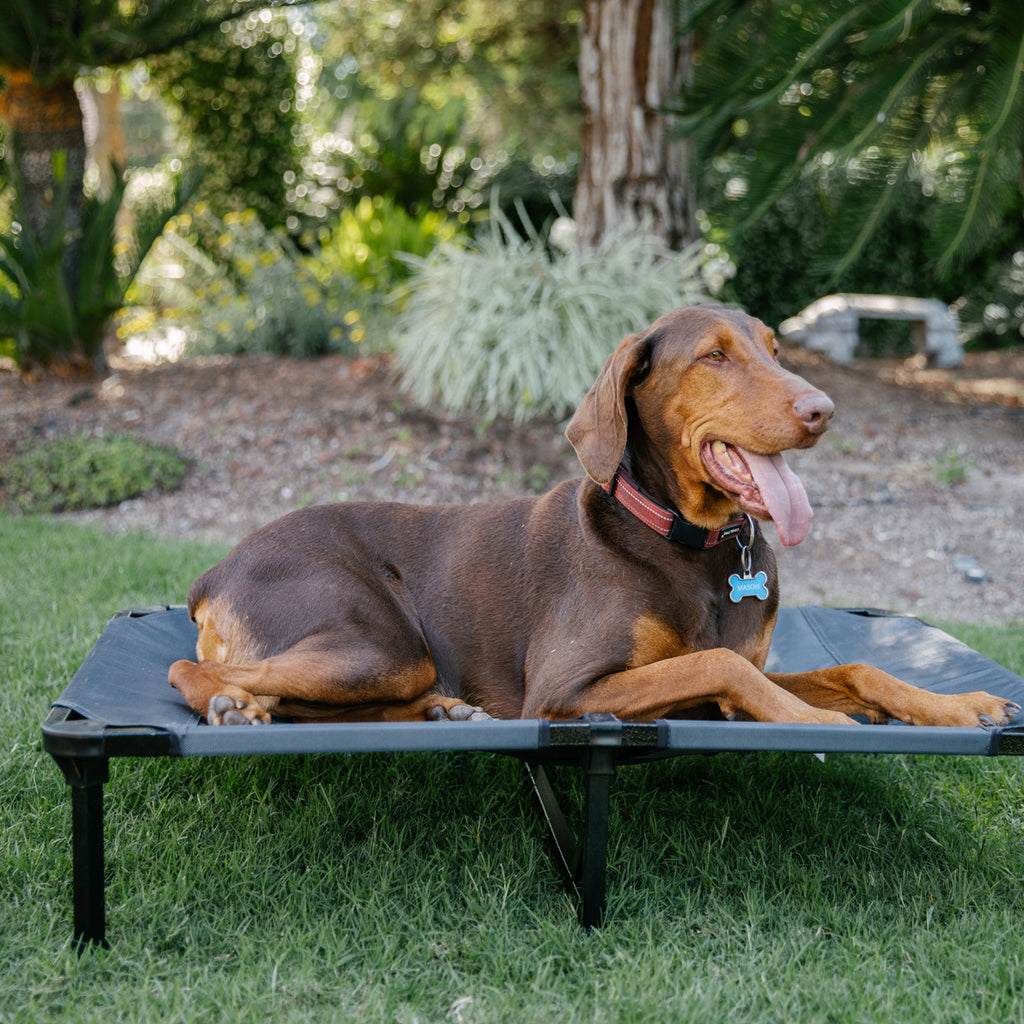 Lucky Dog® Elevated Pet Bed