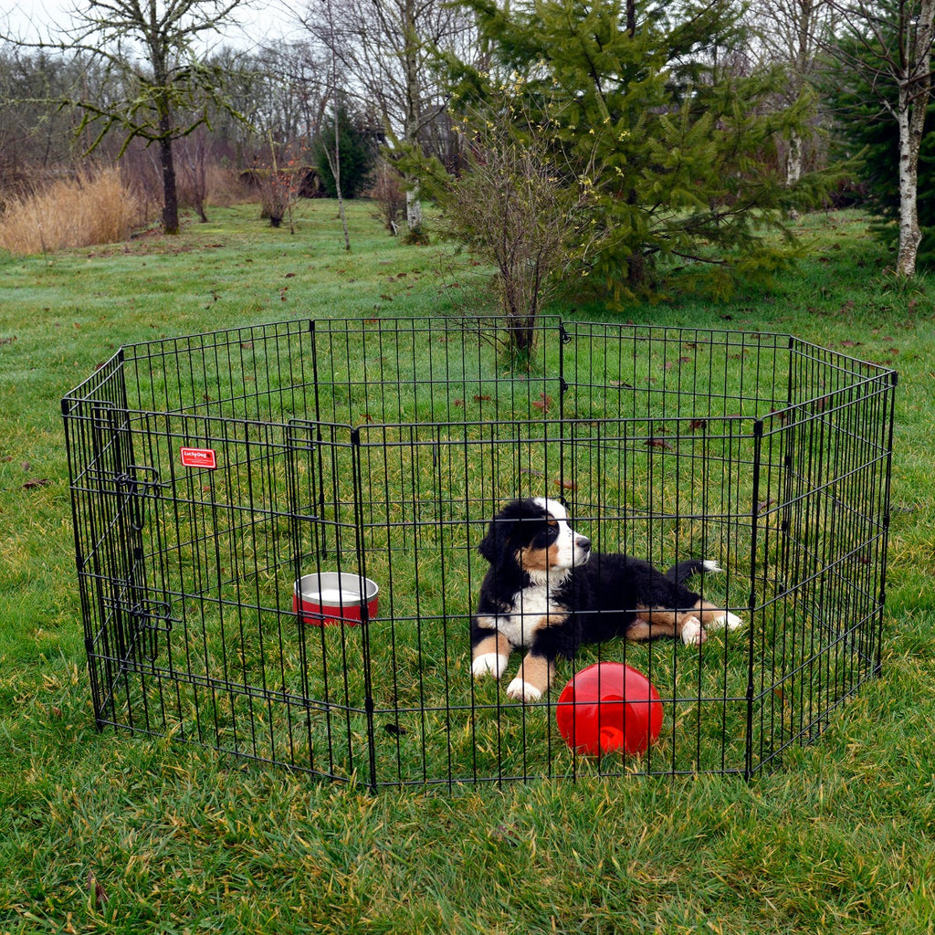 Lifestyle of a puppy in a Lucky Dog® Play Series Exercise Pen
