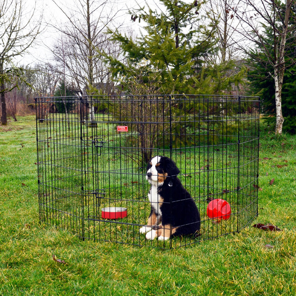 Lifestyle of a puppy in a Lucky Dog® Play Series Exercise Pen
